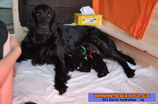 TOP štěňata flat coated retriever 