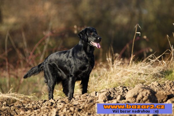 TOP štěňata flat coated retriever 