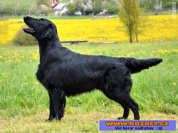 TOP štěňata flat coated retriever 