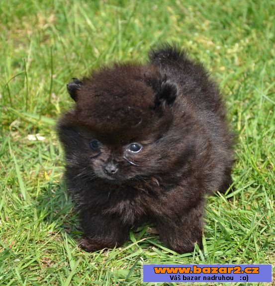 Německý špic pomeranian