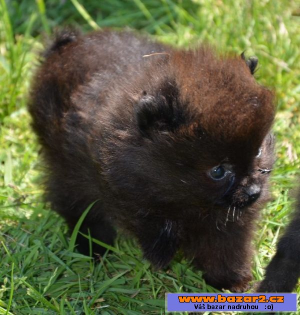 Německý špic pomeranian