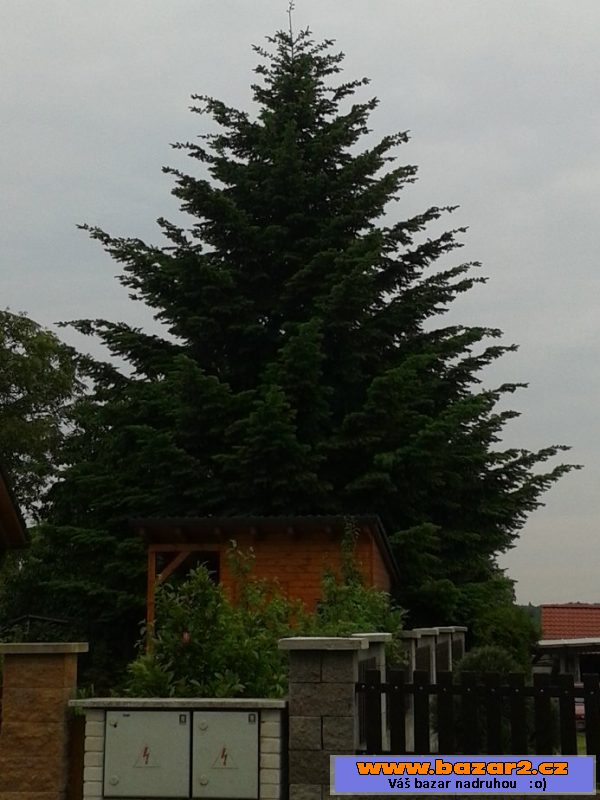 Jedle jako vánoční strom