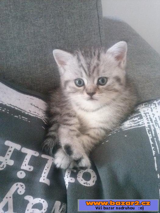 Britské koťátko whiskas