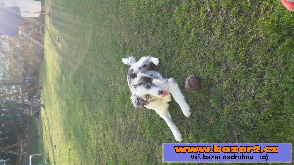 Prodám psa - štěně border collie