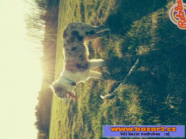 Prodám psa - štěně border collie