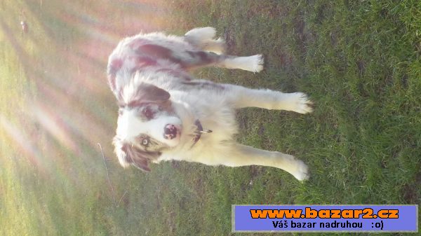 Prodám psa - štěně border collie