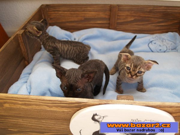 Devon rex s PP