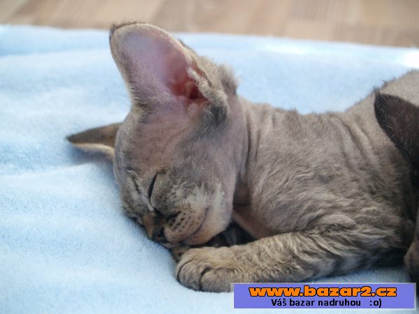 Devon rex s PP