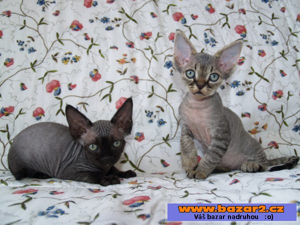 Devon rex s PP