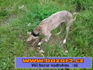 Chrt Whippet
