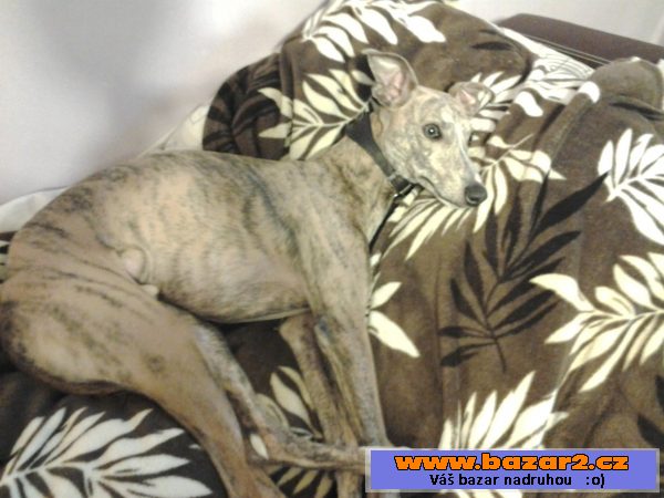 Chrt Whippet