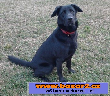 Jessie - labradorský retrívr x NO