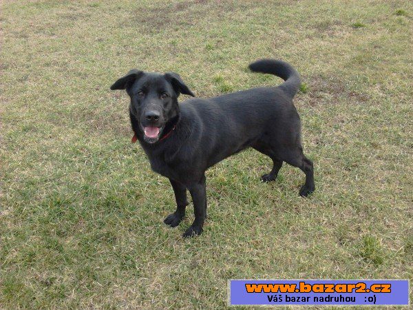 Jessie - labradorský retrívr x NO