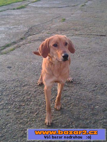 RUBY - Rhodézský ridgeback x