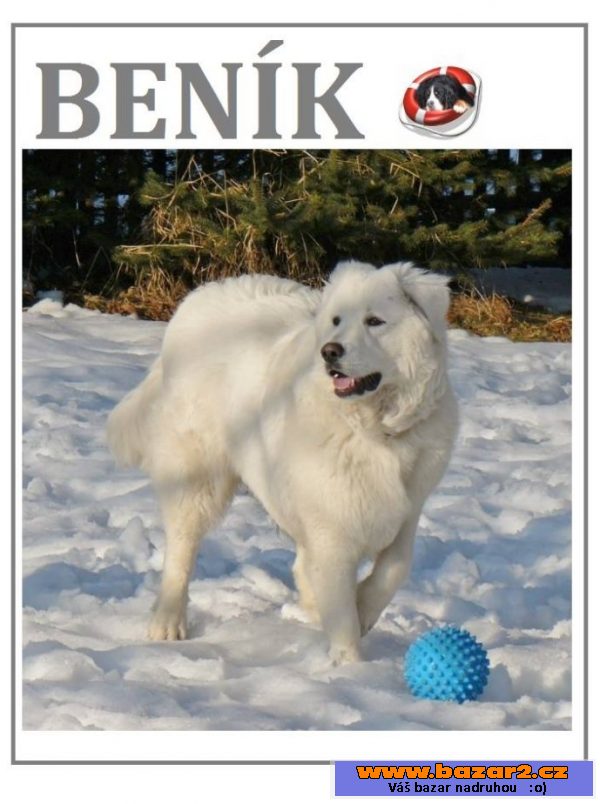 BENÍK - Čuvač - pes