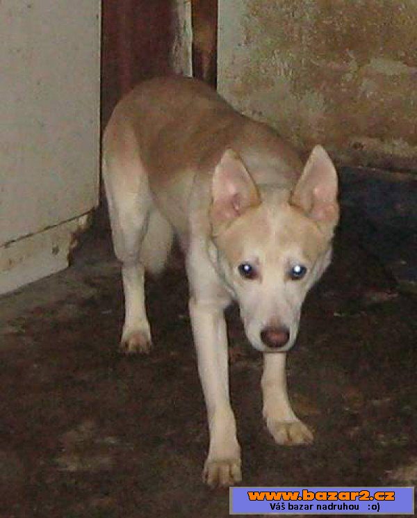 Pejsek ze Srbců - Husky x - pes