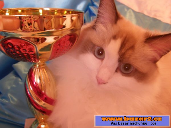 Ragdoll s PP - výstavní