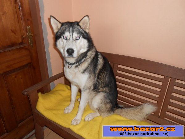 náhled