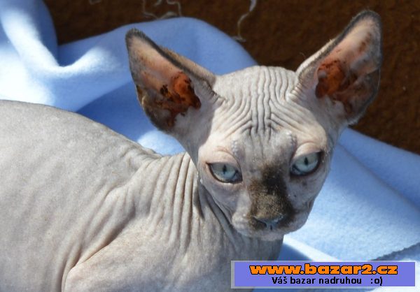 Sphynx kotě - holka s PP