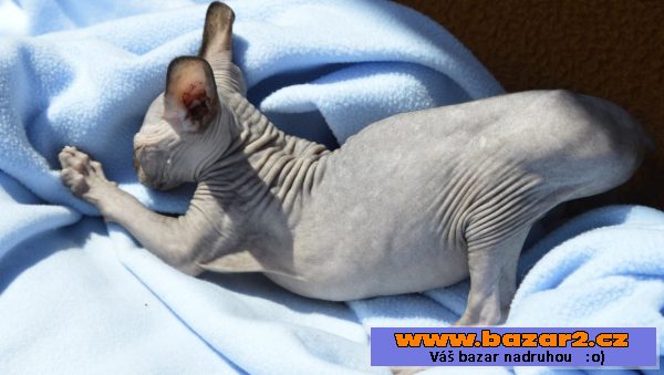 Sphynx kotě - holka s PP
