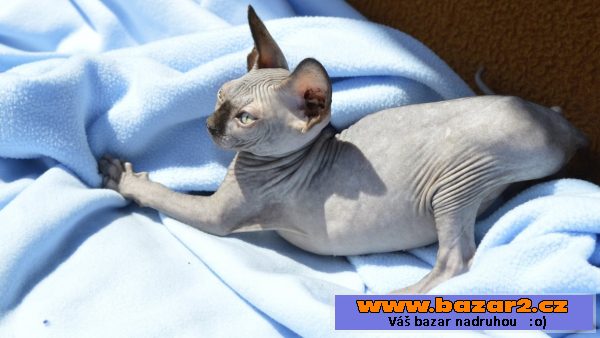 Sphynx kotě - holka s PP