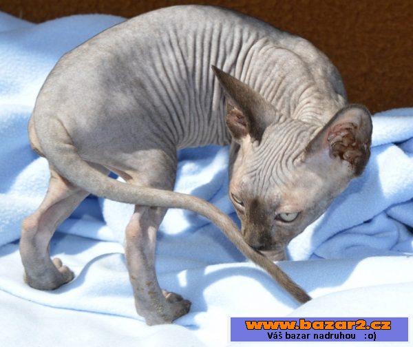 Sphynx kotě - holka s PP