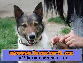 Daruji mladou , malou fenečku