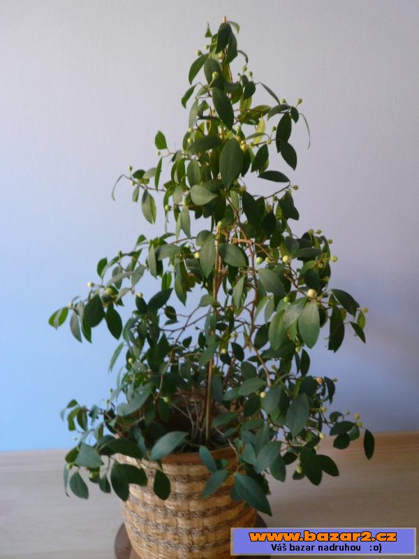Ficus deltoidea