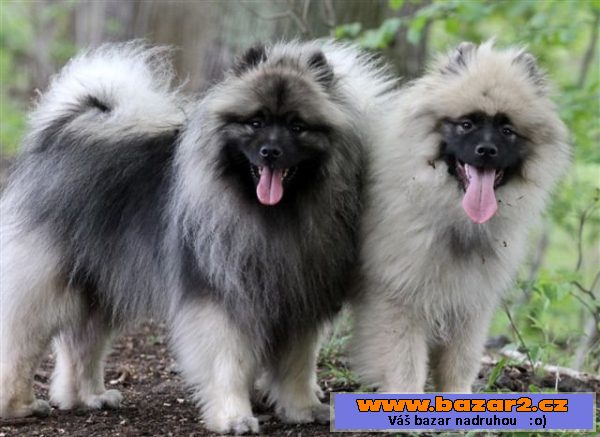 Keeshond