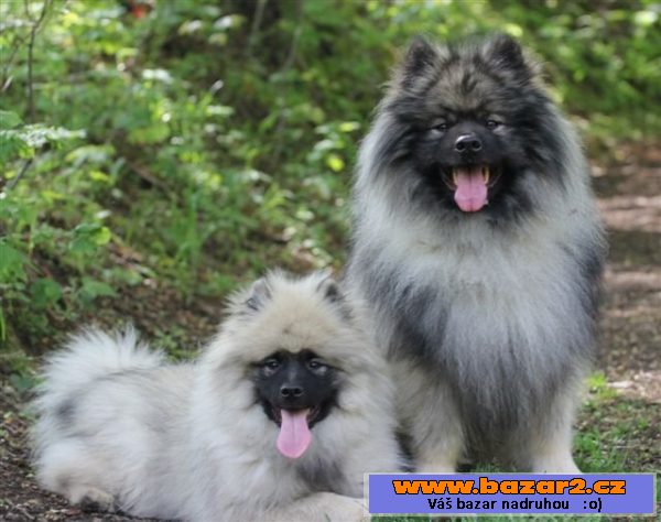 Keeshond