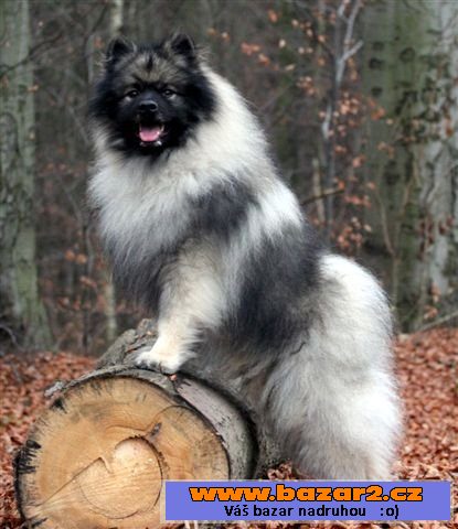 Keeshond