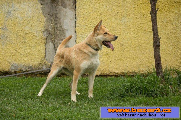 Mia - kříženec - fena