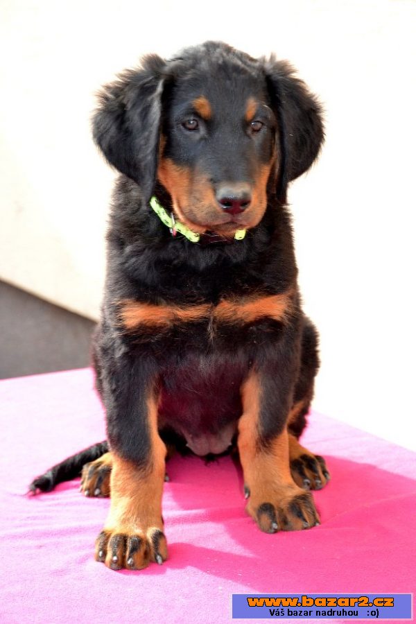 Štěňátko Beaucerona s PP