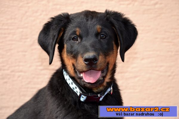 Štěňátko Beaucerona s PP