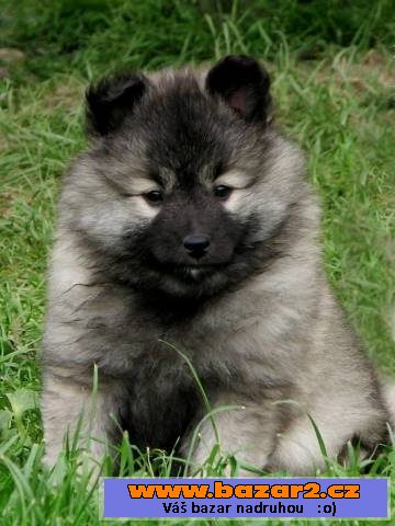 Německý špic vlčí / Keeshond