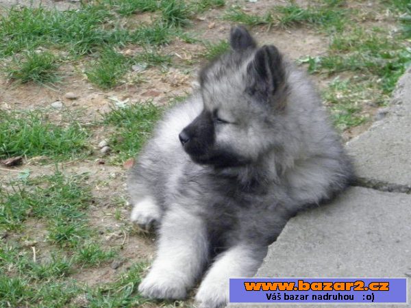 Německý špic vlčí / Keeshond