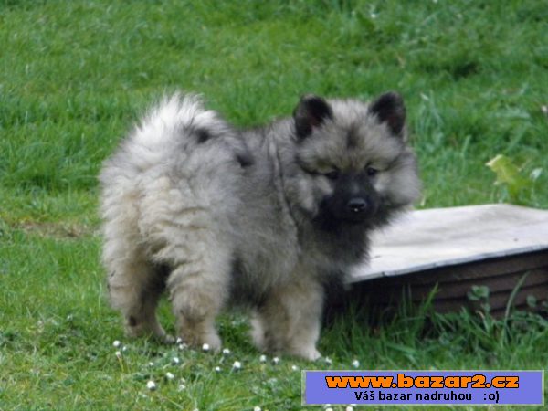 Německý špic vlčí / Keeshond