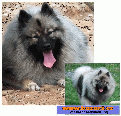 Německý špic vlčí / Keeshond
