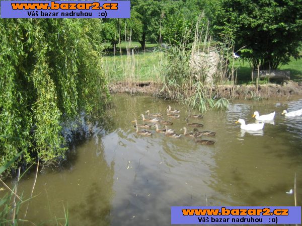 Indický běžec
