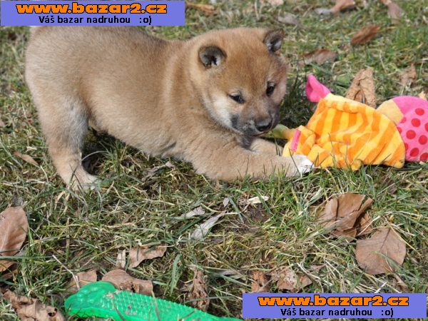 Shiba-inu