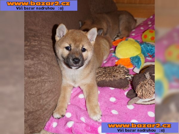 Shiba-inu