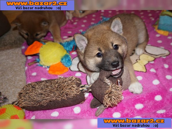 Shiba-inu
