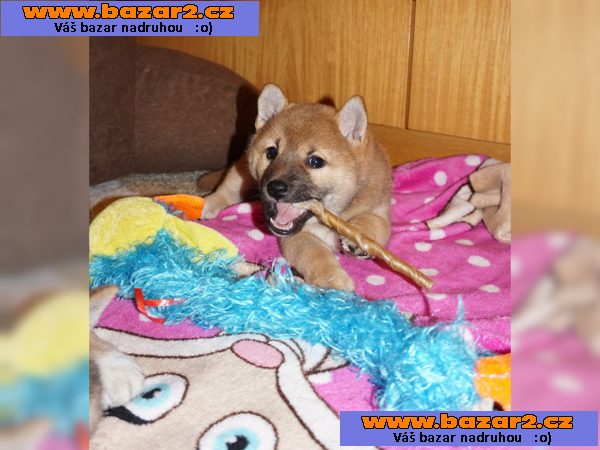 Shiba-inu
