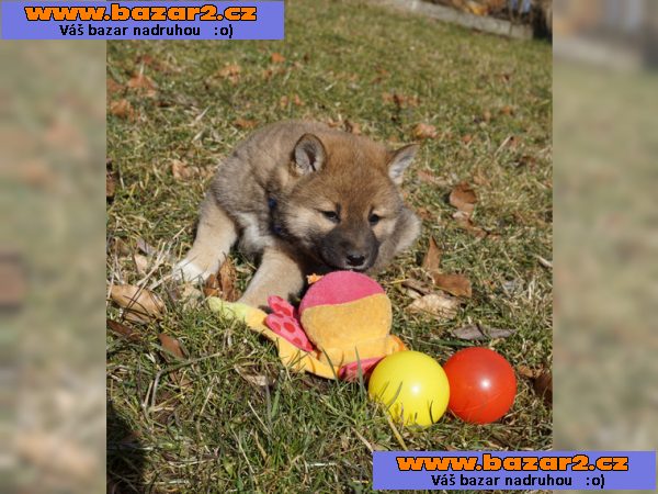 Shiba-inu