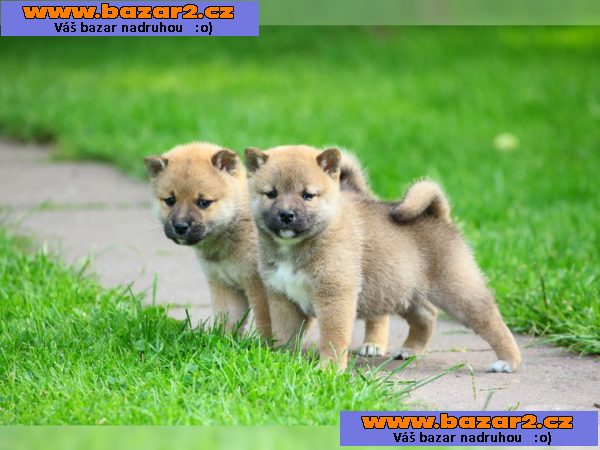 Shiba Inu štěně s papír 