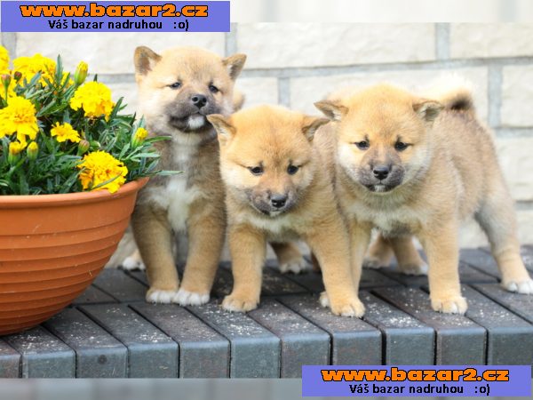 Shiba Inu štěně s papír 