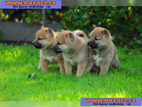 Shiba Inu štěně s papír 