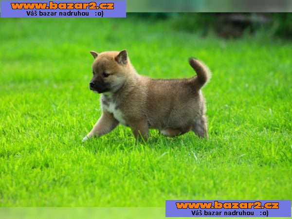Shiba Inu štěně s papír 
