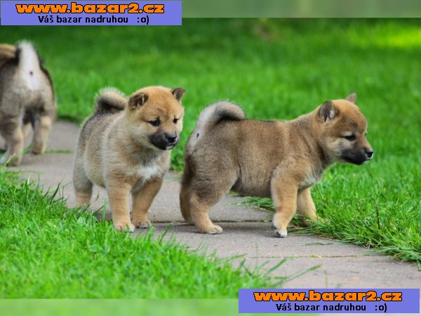 Shiba Inu štěně s papír 