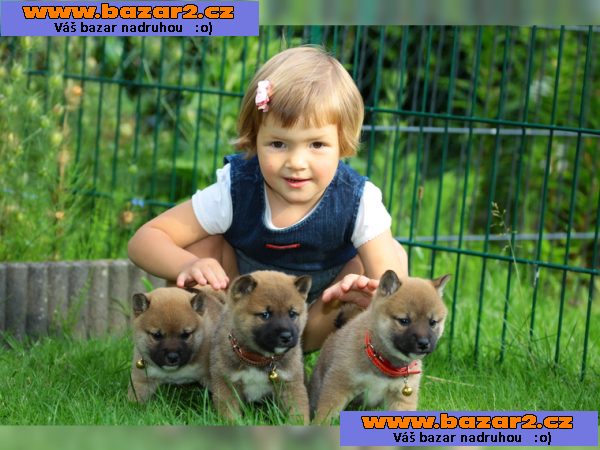 Čistokrevná Shiba Inu štěně s papíry